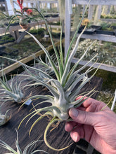 Load image into Gallery viewer, Tillandsia &quot;Lucille&quot;-Ehlersiana x streptophylla -Specimen plant 11 inches tall