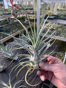 Tillandsia "Lucille"-Ehlersiana x streptophylla -Specimen plant 11 inches tall