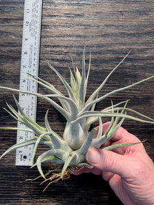 Tillandsia "Lucille"-Ehlersiana x streptophylla -Specimen with 2 pups