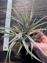 Load image into Gallery viewer, Tillandsia &quot;Lucille&quot;-Ehlersiana x streptophylla -Specimen with 2 pups