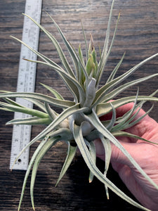 Tillandsia "Lucille"-Ehlersiana x streptophylla -Specimen with 2 pups