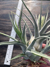 Load image into Gallery viewer, Tillandsia &quot;Lucille&quot;-Ehlersiana x streptophylla -Specimen with 2 pups