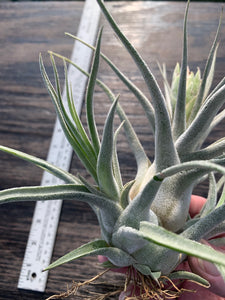 Tillandsia "Lucille"-Ehlersiana x streptophylla -Specimen with 2 pups