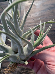 Tillandsia "Lucille"-Ehlersiana x streptophylla -Specimen with 2 pups