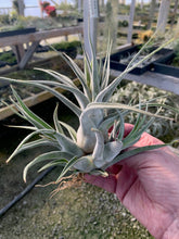 Load image into Gallery viewer, Tillandsia &quot;Lucille&quot;-Ehlersiana x streptophylla -Specimen with 2 pups