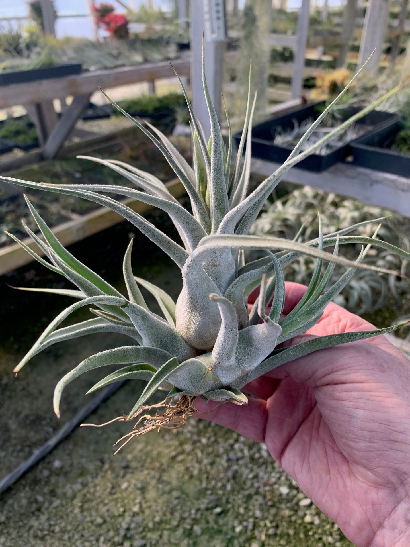 Tillandsia 