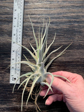 Load image into Gallery viewer, Tillandsia &quot;Lucille&quot;-Ehlersiana x streptophylla -8 Inches Tall