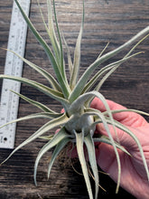 Load image into Gallery viewer, Tillandsia &quot;Lucille&quot;-Ehlersiana x streptophylla -8 Inches Tall