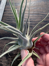 Load image into Gallery viewer, Tillandsia &quot;Lucille&quot;-Ehlersiana x streptophylla -8 Inches Tall