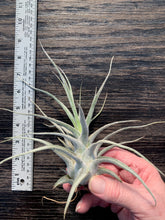 Load image into Gallery viewer, Tillandsia &quot;Lucille&quot;-Ehlersiana x streptophylla -8 Inches Tall