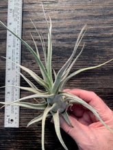 Load image into Gallery viewer, Tillandsia &quot;Lucille&quot;-Ehlersiana x streptophylla -8 Inches Tall