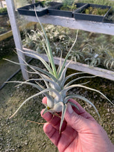 Load image into Gallery viewer, Tillandsia &quot;Lucille&quot;-Ehlersiana x streptophylla -8 Inches Tall