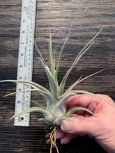 Load image into Gallery viewer, Tillandsia &quot;Lucille&quot;-Ehlersiana x streptophylla -7 1/2 Inches Tall