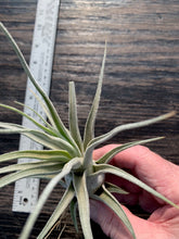 Load image into Gallery viewer, Tillandsia &quot;Lucille&quot;-Ehlersiana x streptophylla -7 1/2 Inches Tall