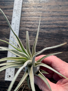 Tillandsia "Lucille"-Ehlersiana x streptophylla -7 1/2 Inches Tall