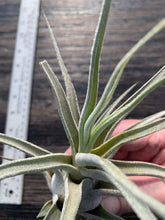 Load image into Gallery viewer, Tillandsia &quot;Lucille&quot;-Ehlersiana x streptophylla -7 1/2 Inches Tall