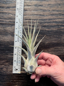 Tillandsia "Lucille"-Ehlersiana x streptophylla -8 Inches Tall