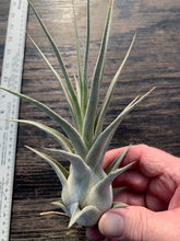 Load image into Gallery viewer, Tillandsia &quot;Lucille&quot;-Ehlersiana x streptophylla -8 Inches Tall