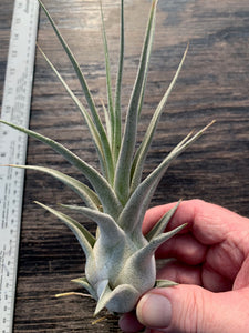 Tillandsia "Lucille"-Ehlersiana x streptophylla -8 Inches Tall