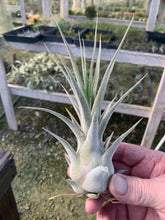 Load image into Gallery viewer, Tillandsia &quot;Lucille&quot;-Ehlersiana x streptophylla -8 Inches Tall