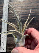 Load image into Gallery viewer, Tillandsia &quot;Lucille&quot;-Ehlersiana x streptophylla -7 Inches Tall