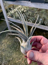 Load image into Gallery viewer, Tillandsia &quot;Lucille&quot;-Ehlersiana x streptophylla -7 Inches Tall