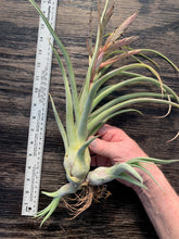 Load image into Gallery viewer, Tillandsia &quot;Merlin&quot;-(pseudobaileyi x streptophylla)