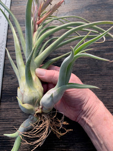 Tillandsia "Merlin"-(pseudobaileyi x streptophylla)