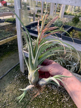 Load image into Gallery viewer, Tillandsia &quot;Merlin&quot;-(pseudobaileyi x streptophylla)