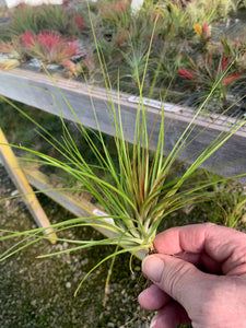 Tillandsia globosa