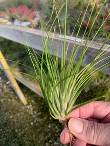 Tillandsia globosa