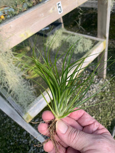 Tillandsia globosa