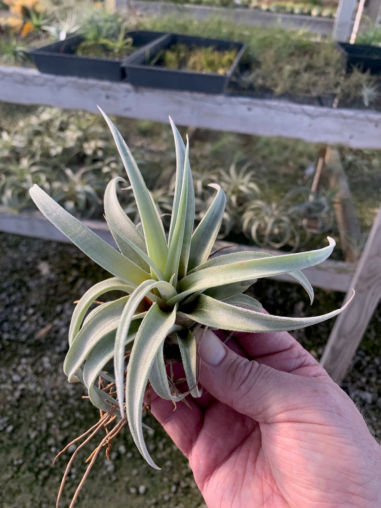 Tillandsia Chiapensis - Giant Clone-