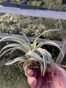 Tillandsia Chiapensis - Giant Clone-"Dimmitt"