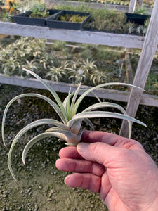 Tillandsia Chiapensis - Giant Clone-"Dimmitt"