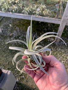 Tillandsia Chiapensis - Giant Clone-"Dimmitt"