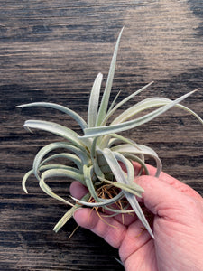 Tillandsia Chiapensis - Giant Clone-"Dimmitt"