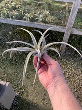 Load image into Gallery viewer, Tillandsia Chiapensis - Giant Clone-&quot;Dimmitt&quot;