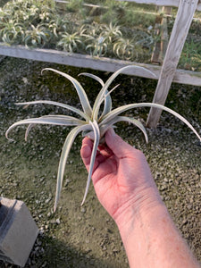 Tillandsia Chiapensis - Giant Clone-"Dimmitt"