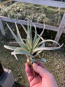 Tillandsia Chiapensis - Giant Clone-"Dimmitt"