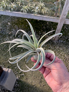 Tillandsia Chiapensis - Giant Clone-"Dimmitt"