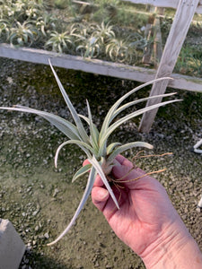 Tillandsia Chiapensis - Giant Clone-"Dimmitt"