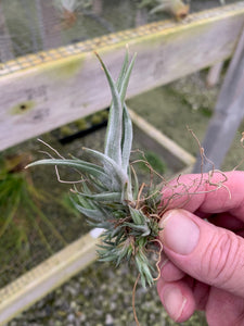 Tillandsia xiphioides