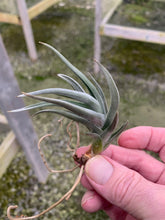 Load image into Gallery viewer, Tillandsia xiphioides