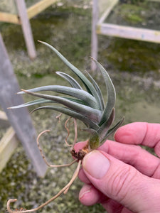 Tillandsia xiphioides