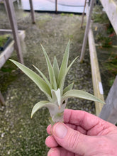 Load image into Gallery viewer, Tillandsia Capitata &quot;Peach&quot;-Small Plants