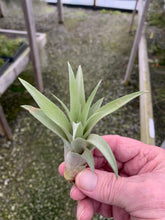 Load image into Gallery viewer, Tillandsia Capitata &quot;Peach&quot;-Small Plants