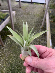 Tillandsia Capitata "Peach"-Small Plants