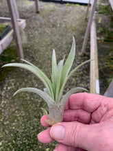 Load image into Gallery viewer, Tillandsia Capitata &quot;Peach&quot;-Small Plants