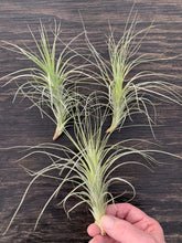 Load image into Gallery viewer, Tillandsia tectorum Crown Royal 6-8&quot;